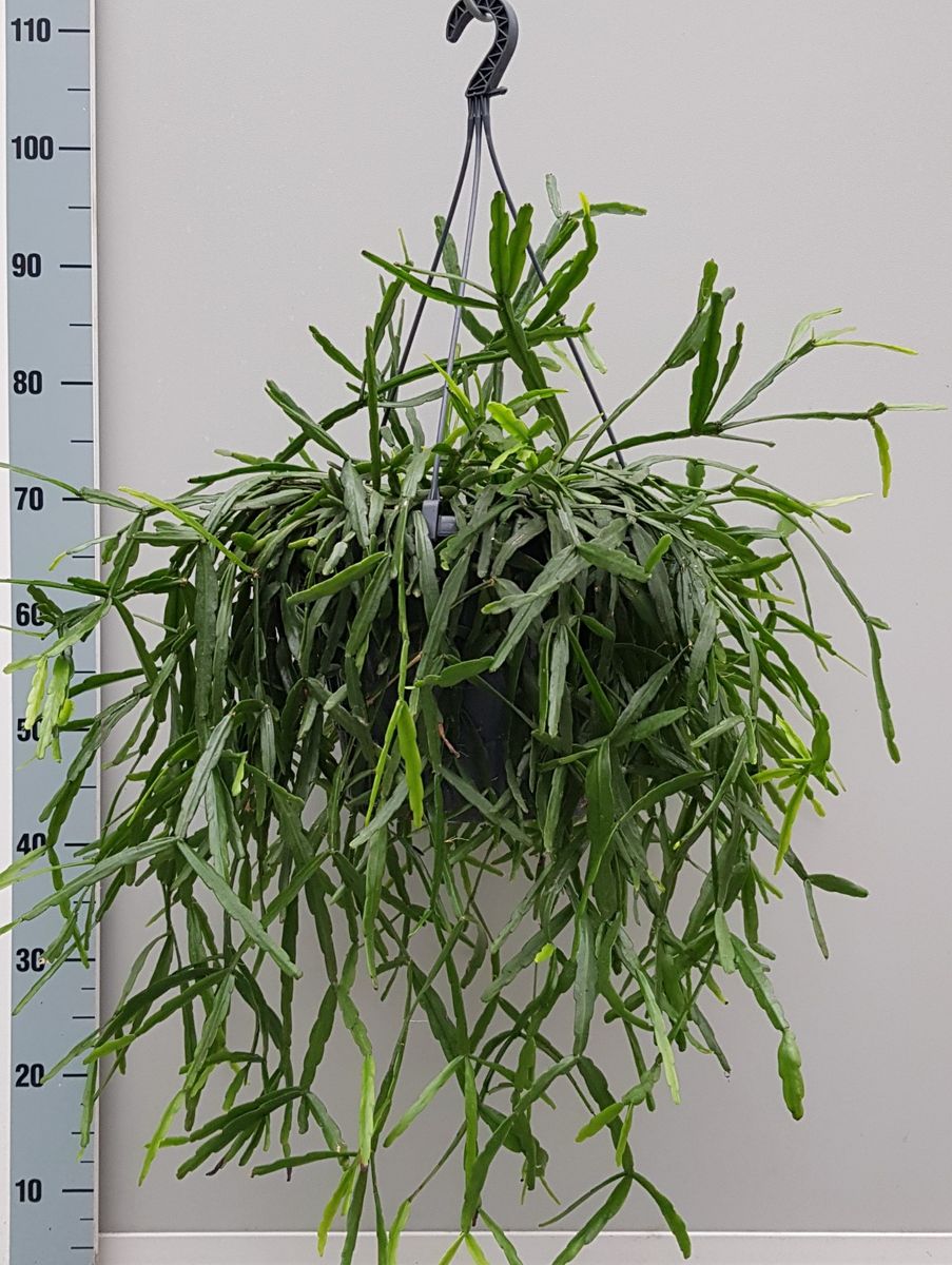 Powers to Flowers - Rhipsalis Rosa Micro Ideale Per Terrarium, Natalina