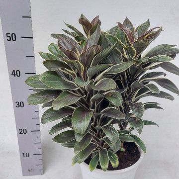 Cordyline fruticosa 'Coffee Compacta'