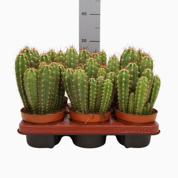 Neocardenasia herzogiana