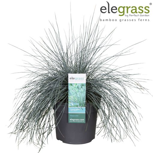 Festuca glauca 'Azure Blue'