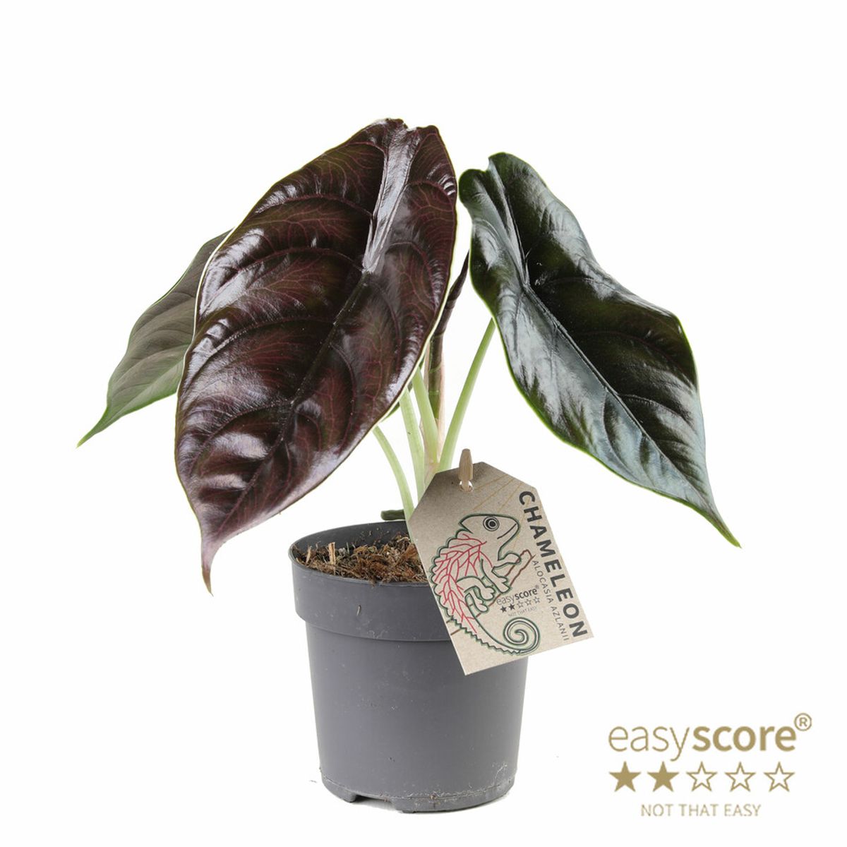 Alocasia azlanii — Plant Wholesale FlorAccess