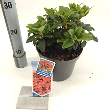 Rhododendron 'Scarlet Wonder' (F)