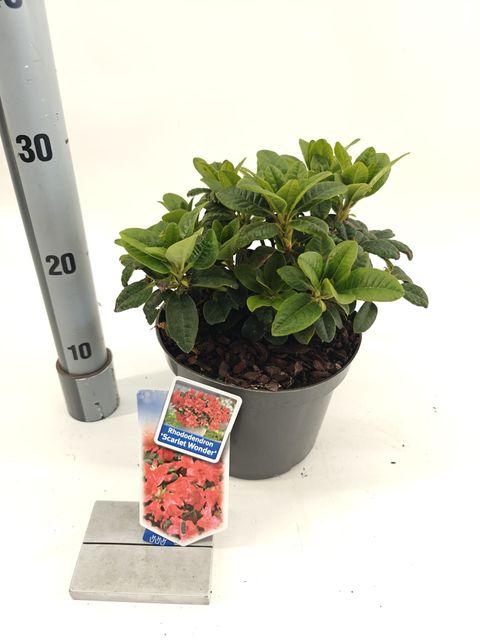 Rhododendron 'Scarlet Wonder' (F)