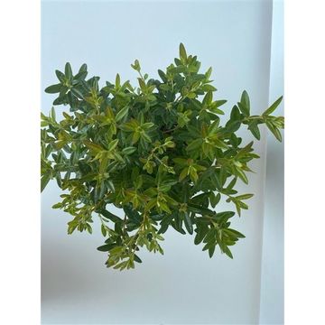 Rhododendron 'Arctic Tern'