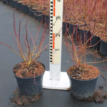 Cornus sericea 'Kelseyi'