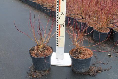 Cornus sericea 'Kelseyi'