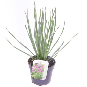 Allium nutans 'Persian Purple'