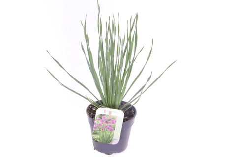 Allium nutans 'Persian Purple'