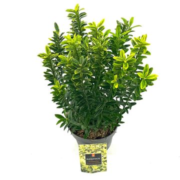 Euonymus japonicus 'Microphyllus Aureovariegatus'