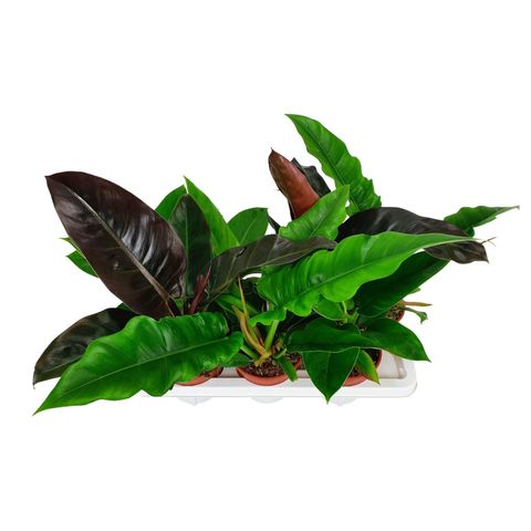 Filodendron MIX