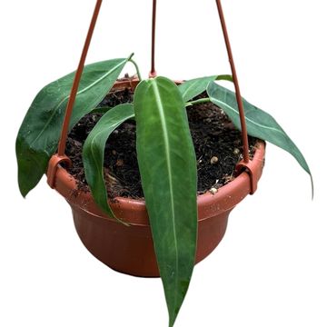 Anthurium pallidiflorum