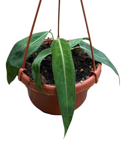Anthurium pallidiflorum