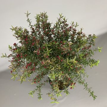 Leptospermum scoparium ROSSO