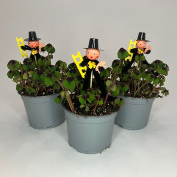 Oxalis tetraphylla 'Iron Cross'