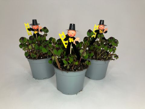 Oxalis tetraphylla 'Iron Cross'