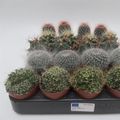Cactos MIX