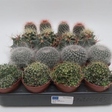 Cactus MIX