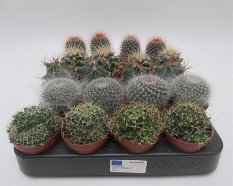 Cactus MIX
