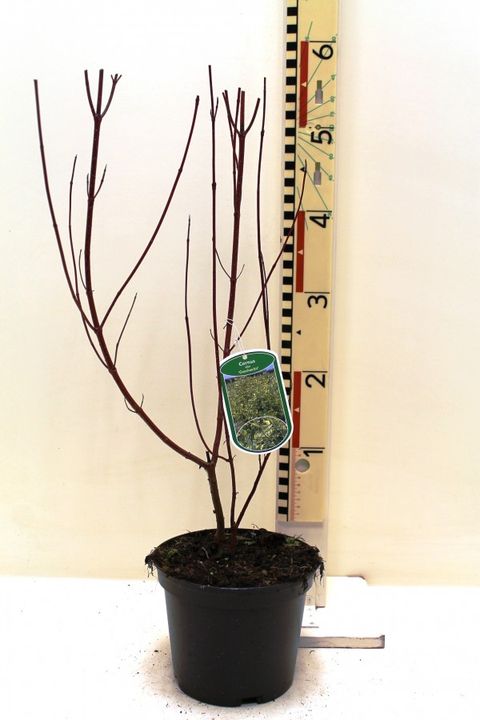Cornus alba 'Gouchaultii'