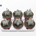 Astrophytum myriostigma