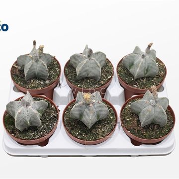 Astrophytum myriostigma