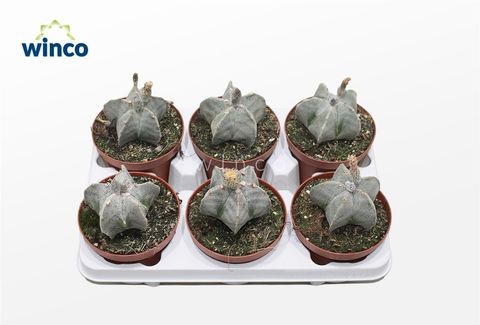 Astrophytum myriostigma