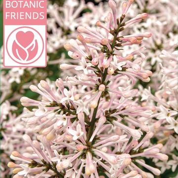 Syringa patula 'Dream Cloud'