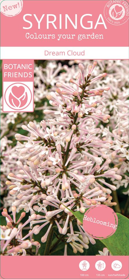 Syringa patula 'Dream Cloud'