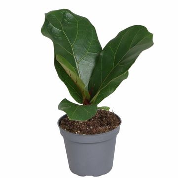 Ficus lyrata