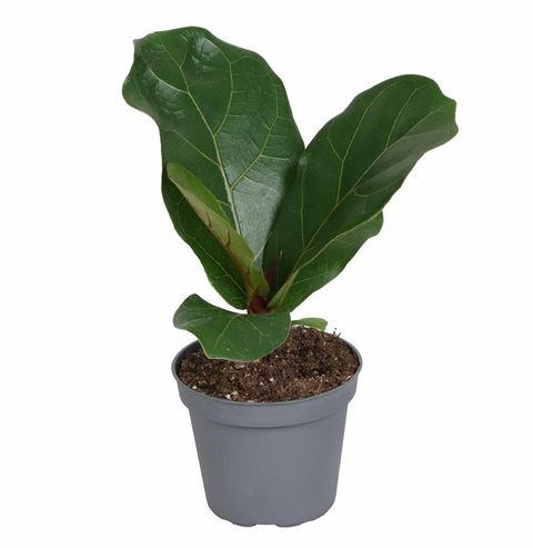 Ficus lyrata