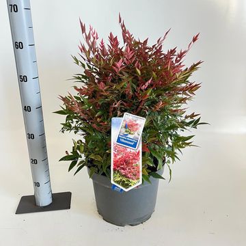 Nandina domestica OBSESSED