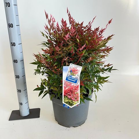 Nandina domestica OBSESSED