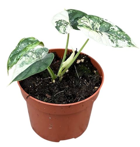 Alocasia 'Dragon Scale Variegata'