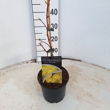 Hydrangea petiolaris BRIGHT SIDE