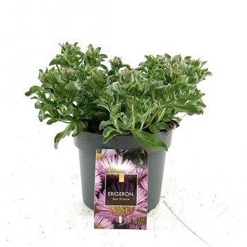 Erigeron glaucus 'Sea Breeze'