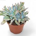 Echeveria 'Trumpet Pinky'