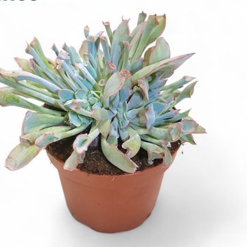 Echeveria 'Trumpet Pinky'