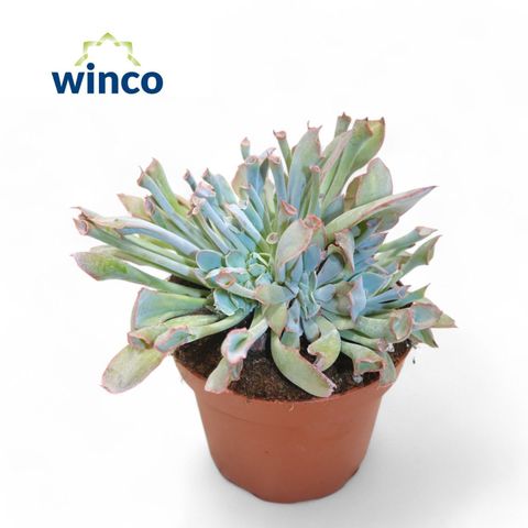 Echeveria 'Trumpet Pinky'