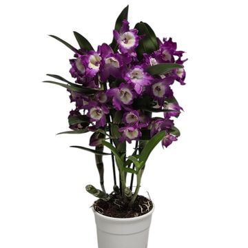 Dendrobium nobile 'Bright Eyes'