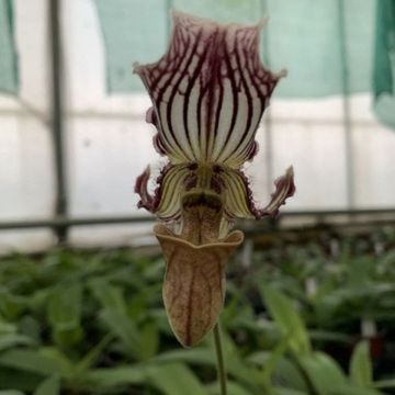 Paphiopedilum fairrieanum