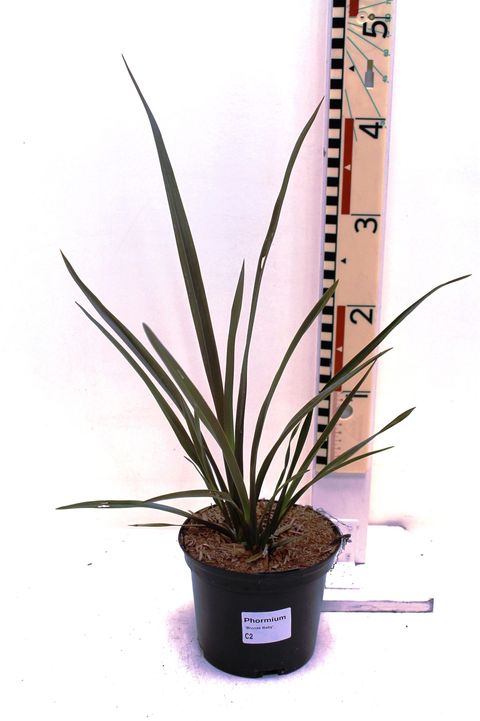 Phormium 'Bronze Baby'