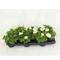 Petunia POTUNIA PLUS WHITE