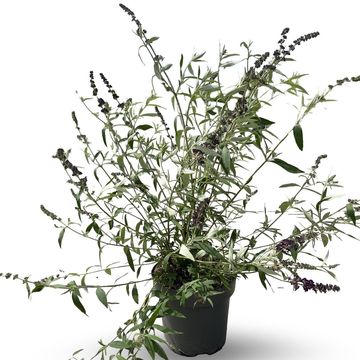 Buddleja davidii 'Black Knight'