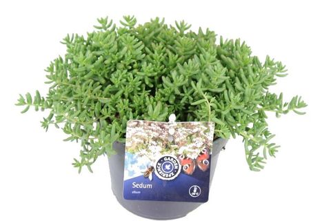 Sedum album