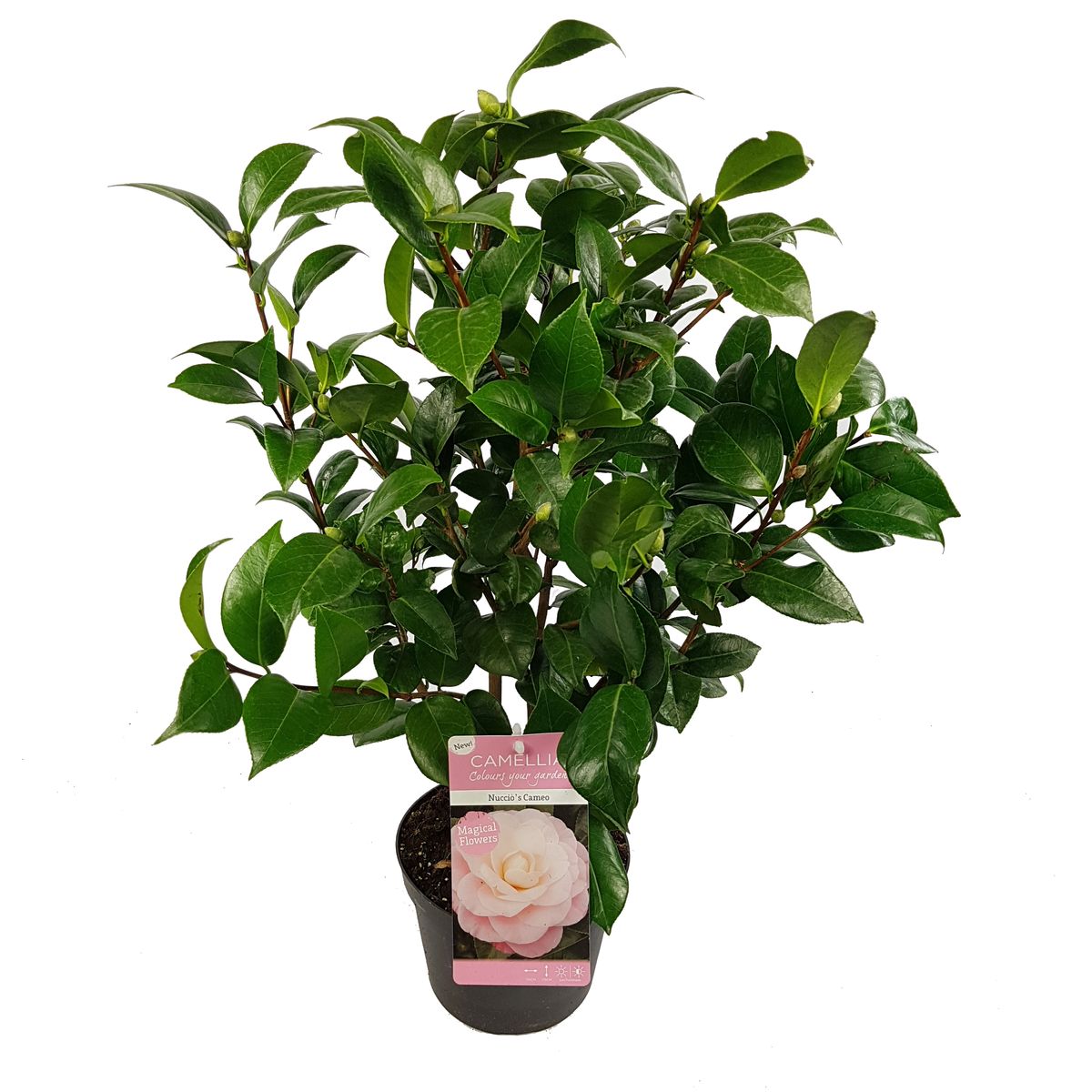 Camellia japonica 'Nuccio's Cameo' — Plant Wholesale FlorAccess