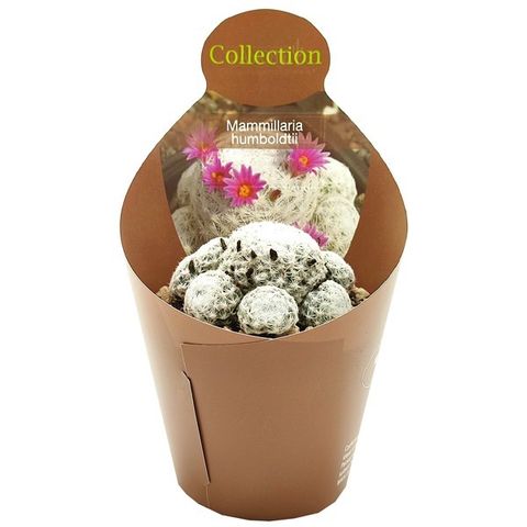 Mammillaria humboldtii