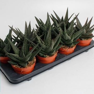 x Gasterhaworthia 'Royal Highness'