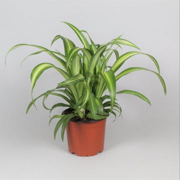 Spider Plant 'Irish