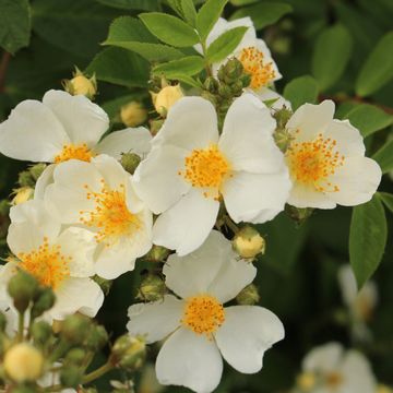 Rosa NATURA SILUETTA