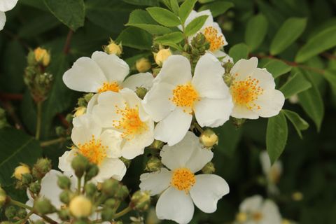 Rosa NATURA SILUETTA